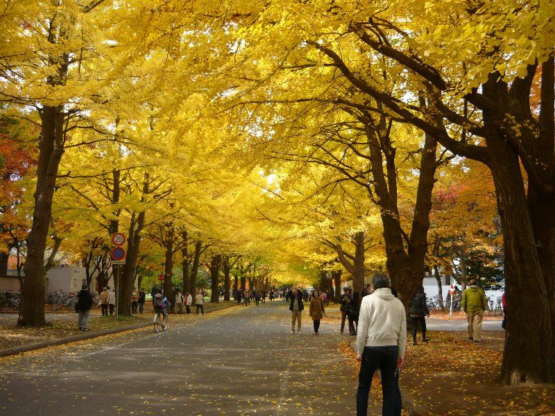 Z Kraju Kwitnącej Wiśni